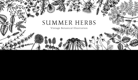 Vector herbs and meadows background. Aromatic plants vintage banner. Medicinal herb sketches. Botanical design for cosmetics, perfumery, herbal tea and herbal medicine. Floral frame